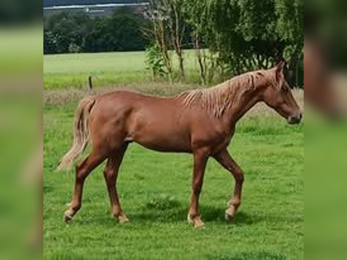 Mangalarga Marchador Hengst 1 Jahr 155 cm Hellbrauner in Ghislenghien