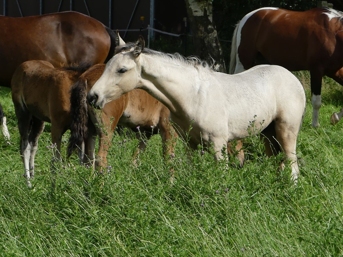 Mangalarga Marchador Hengst 2 Jaar 155 cm Gevlekt-paard in Neuenkirchen