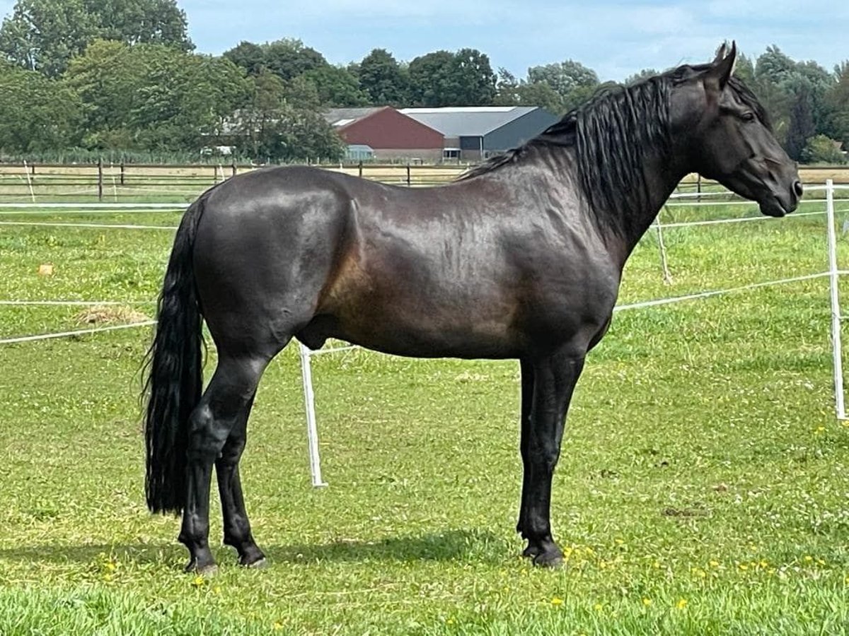 Mangalarga Marchador Hengst 7 Jahre 155 cm Rappe in Ath