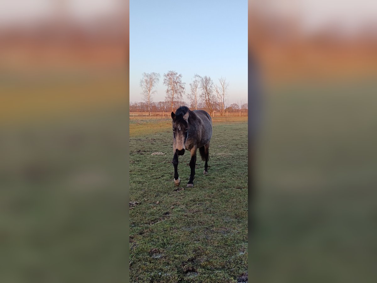 Mangalarga Marchador Jument 8 Ans 149 cm Buckskin in Gram