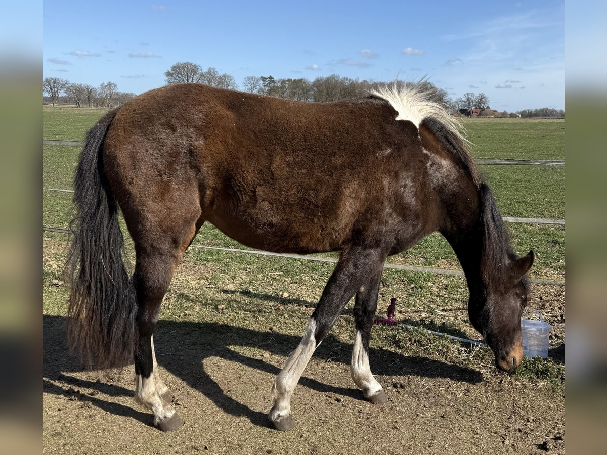 Mangalarga Marchador Klacz 2 lat 155 cm Srokata in Neuenkirchen