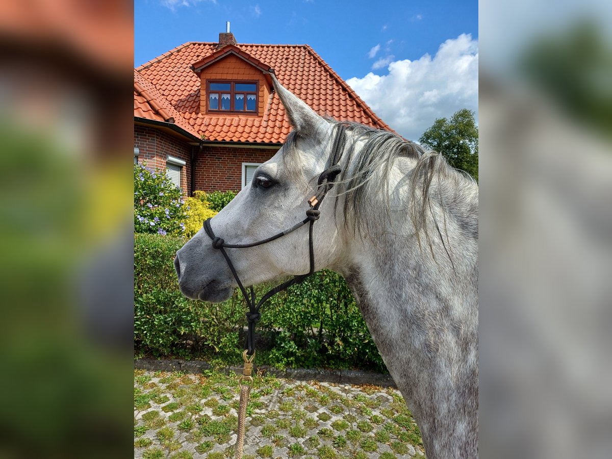 Mangalarga Marchador Klacz 7 lat 146 cm Siwa jabłkowita in Leer (Ostfriesland)