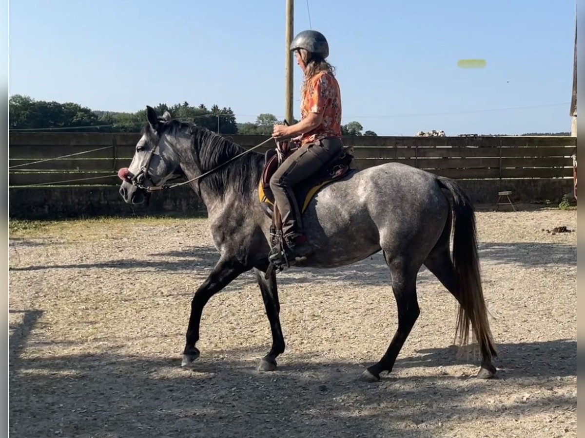 Mangalarga Marchador Klacz 7 lat 150 cm Siwa w hreczce in Belmont sur Yverdon