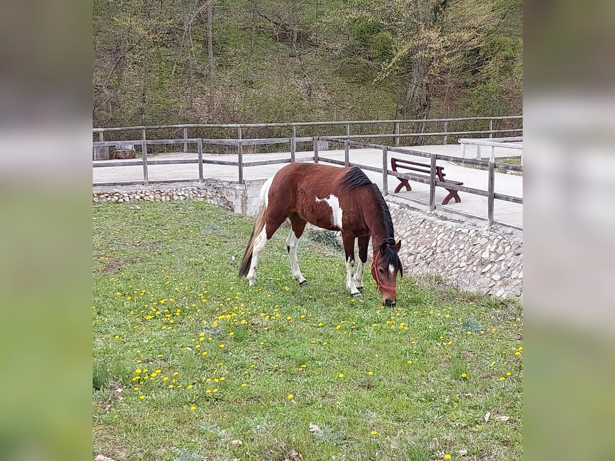 Mangalarga Marchador Klacz 8 lat 140 cm Srokata in Dumbravita