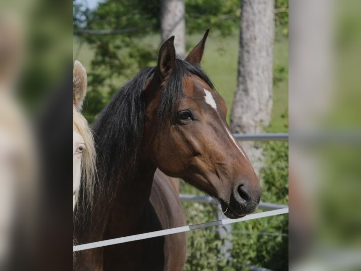 Mangalarga Marchador Mare 10 years 14,3 hh Brown in Wahlstorf