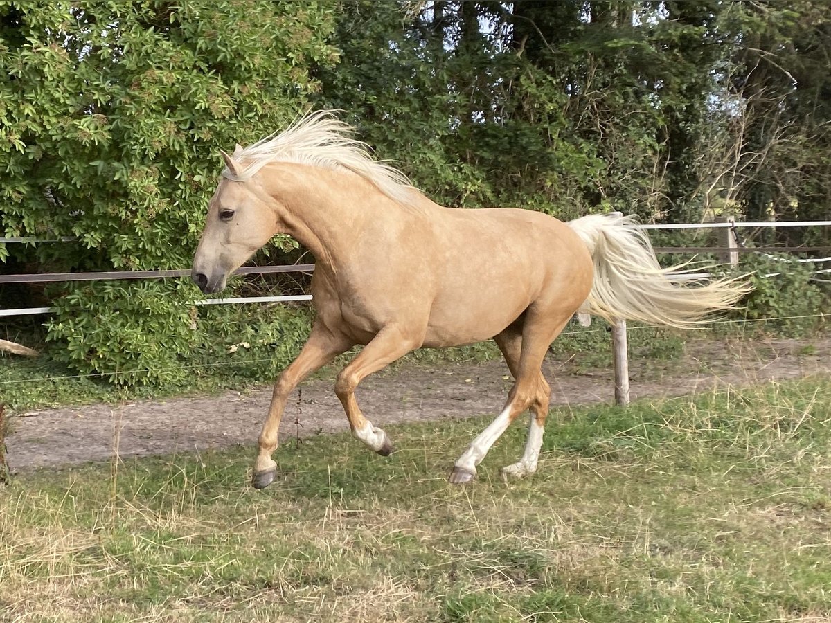 Mangalarga Marchador Mare 14 years 15,1 hh Palomino in Hennef