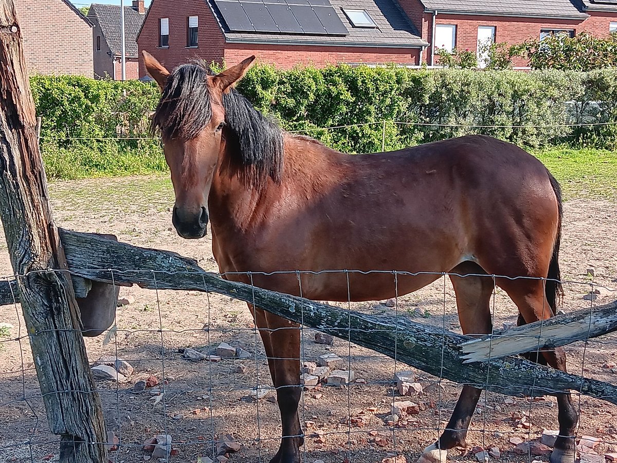 Mangalarga Marchador Mare 2 years 14,2 hh Bay in ghislenghien