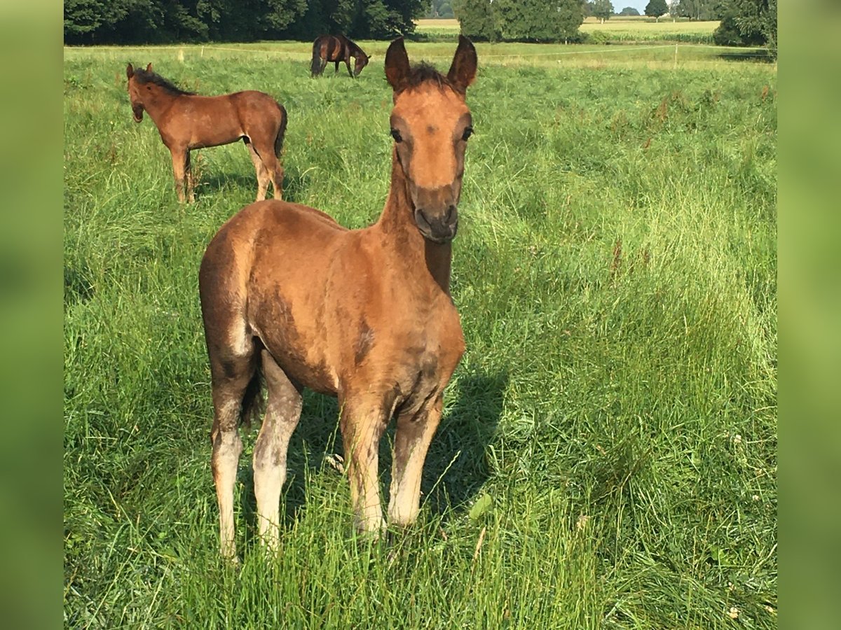 Mangalarga Marchador Mare 2 years 15,1 hh Brown in Neuenkirchen