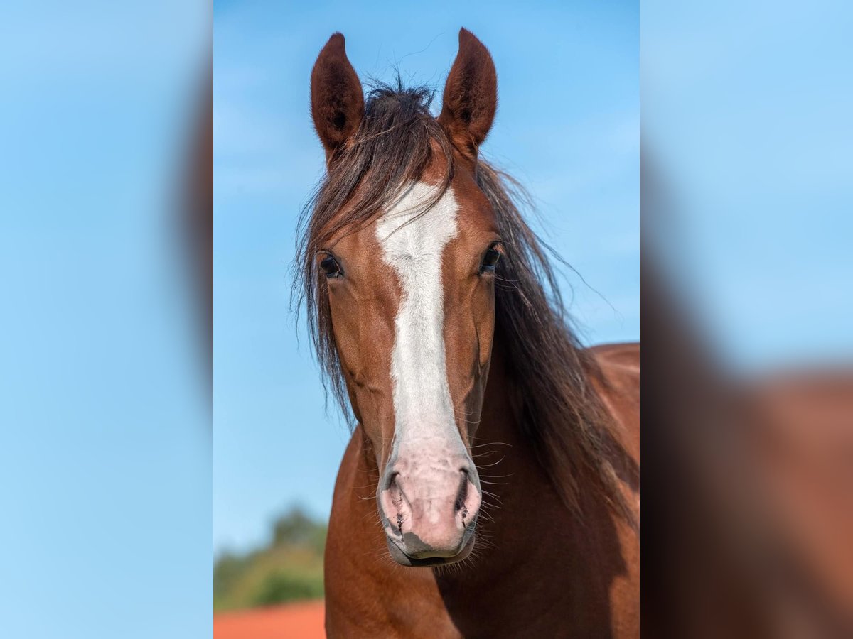 Mangalarga Marchador Mare 6 years 14,2 hh Chestnut-Red in Welle