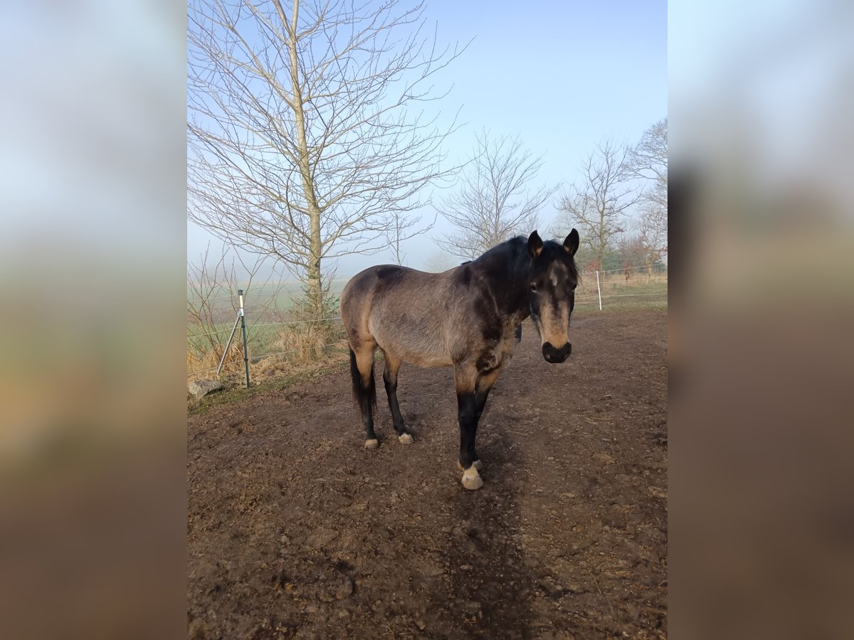 Mangalarga Marchador Mare 8 years 14,2 hh Buckskin in Gram