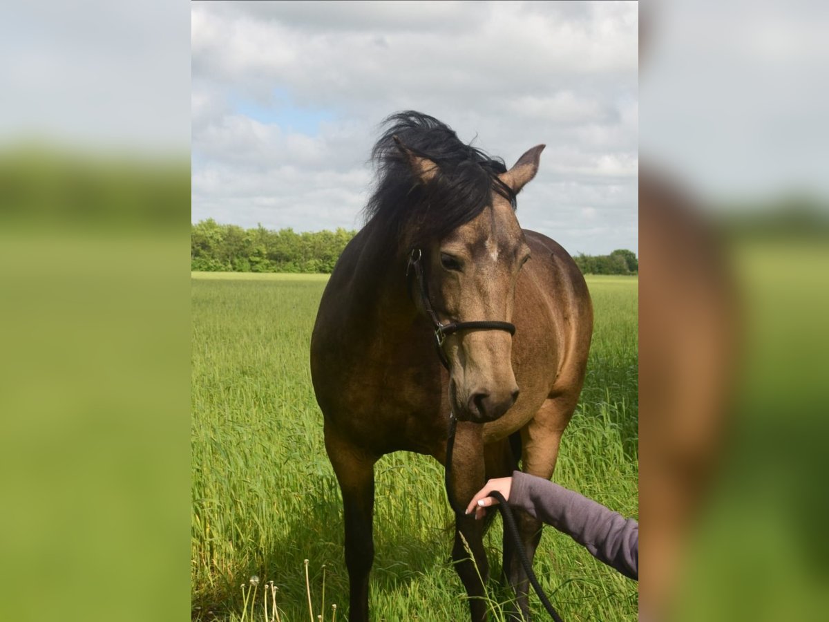 Mangalarga Marchador Mare 8 years 14,2 hh Buckskin in Gram