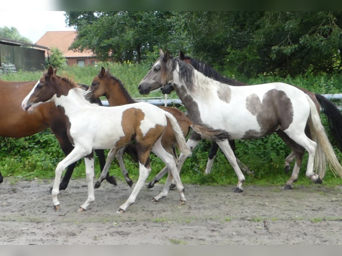 Mangalarga Marchador Merrie 2 Jaar 152 cm Gevlekt-paard in Neuenkirchen