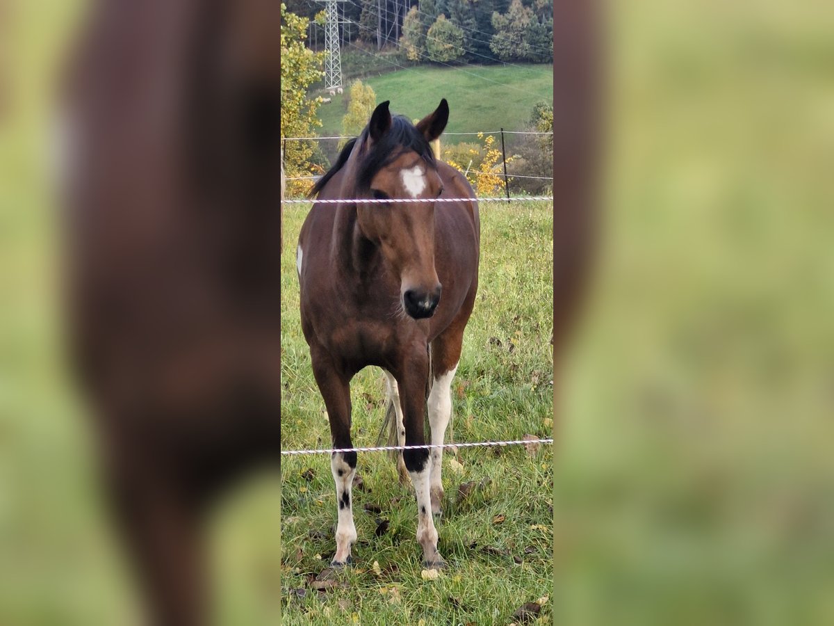 Mangalarga Marchador Merrie 8 Jaar 140 cm Gevlekt-paard in Mossautal
