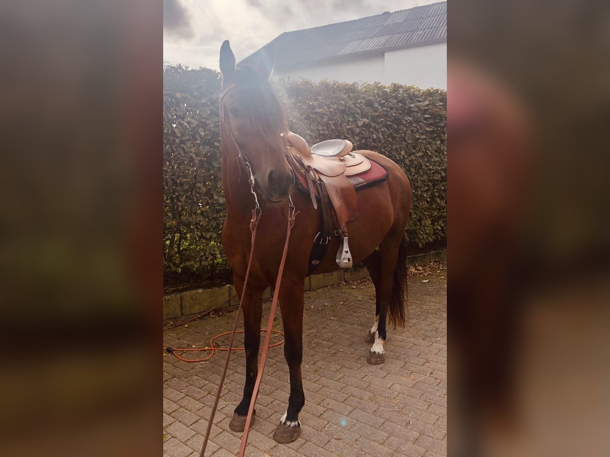 Mangalarga Marchador Ruin 10 Jaar 155 cm Bruin in Pr&#xFC;m
