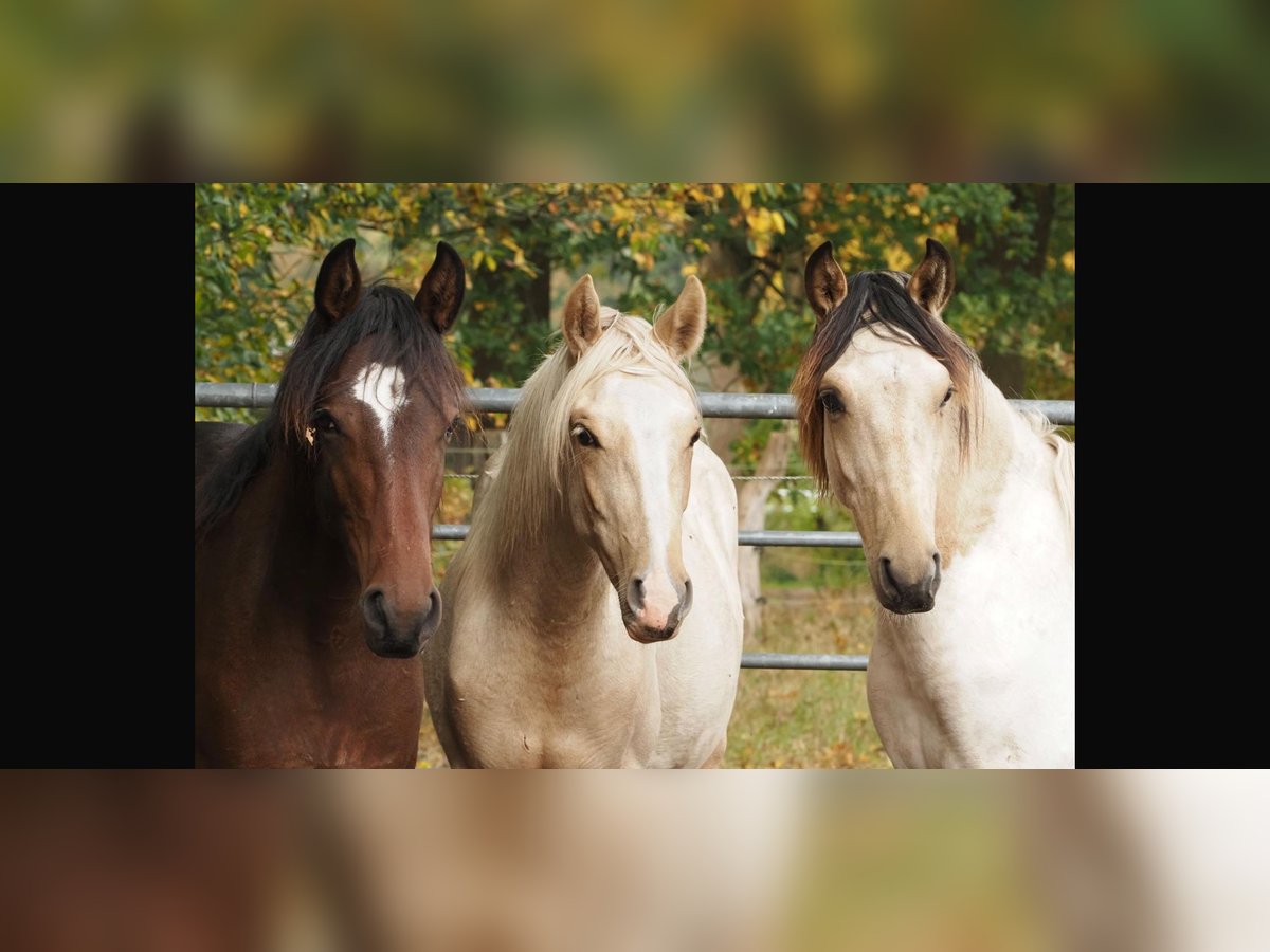 Mangalarga Marchador Stallion 1 year 14,3 hh Palomino in Welle