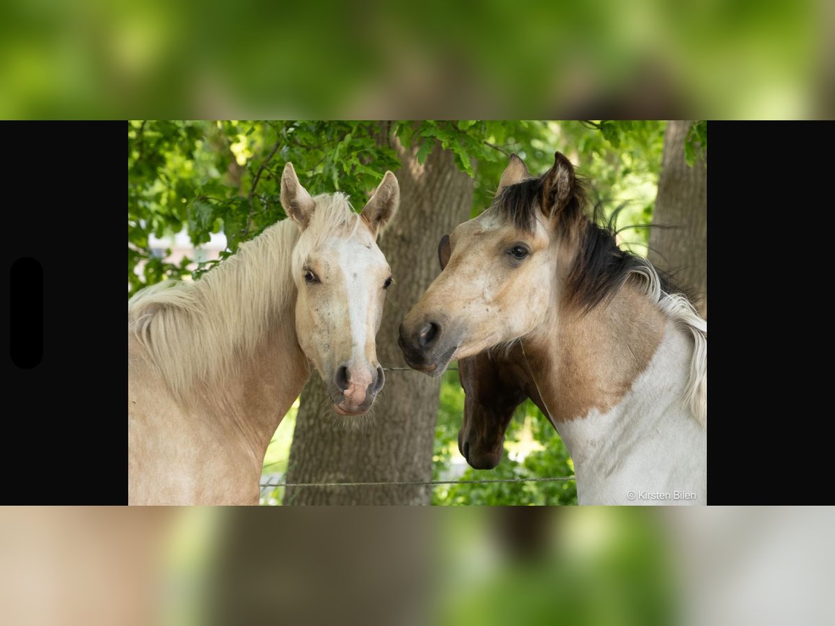 Mangalarga Marchador Stallion 1 year 14,3 hh Palomino in Welle