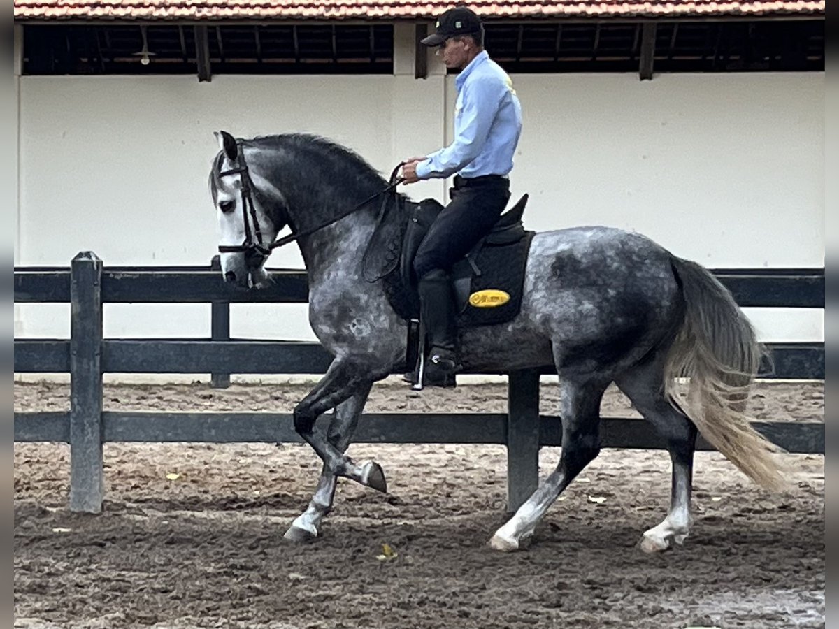 Mangalarga Marchador Stallion 6 years 15,1 hh Gray in Mörlenbach