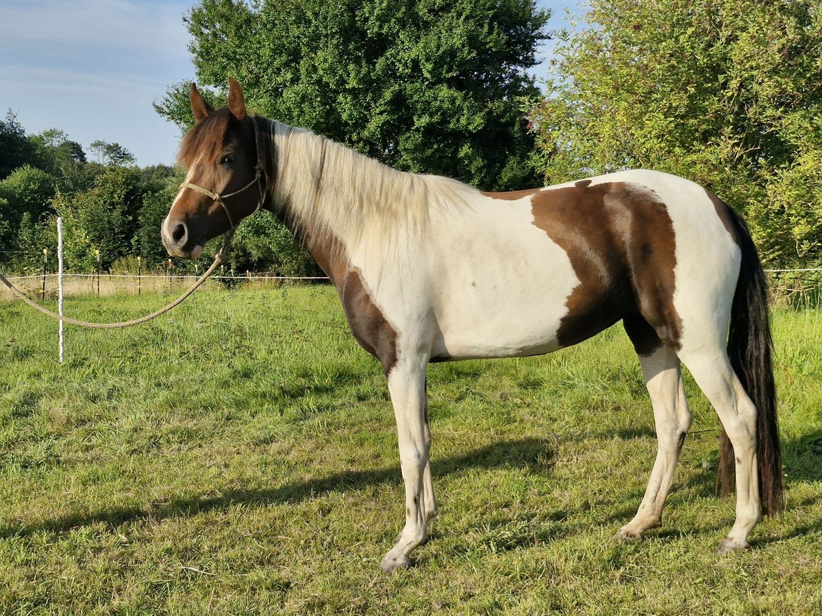 Mangalarga Marchador Sto 3 år 148 cm Pinto in Wahlstorf