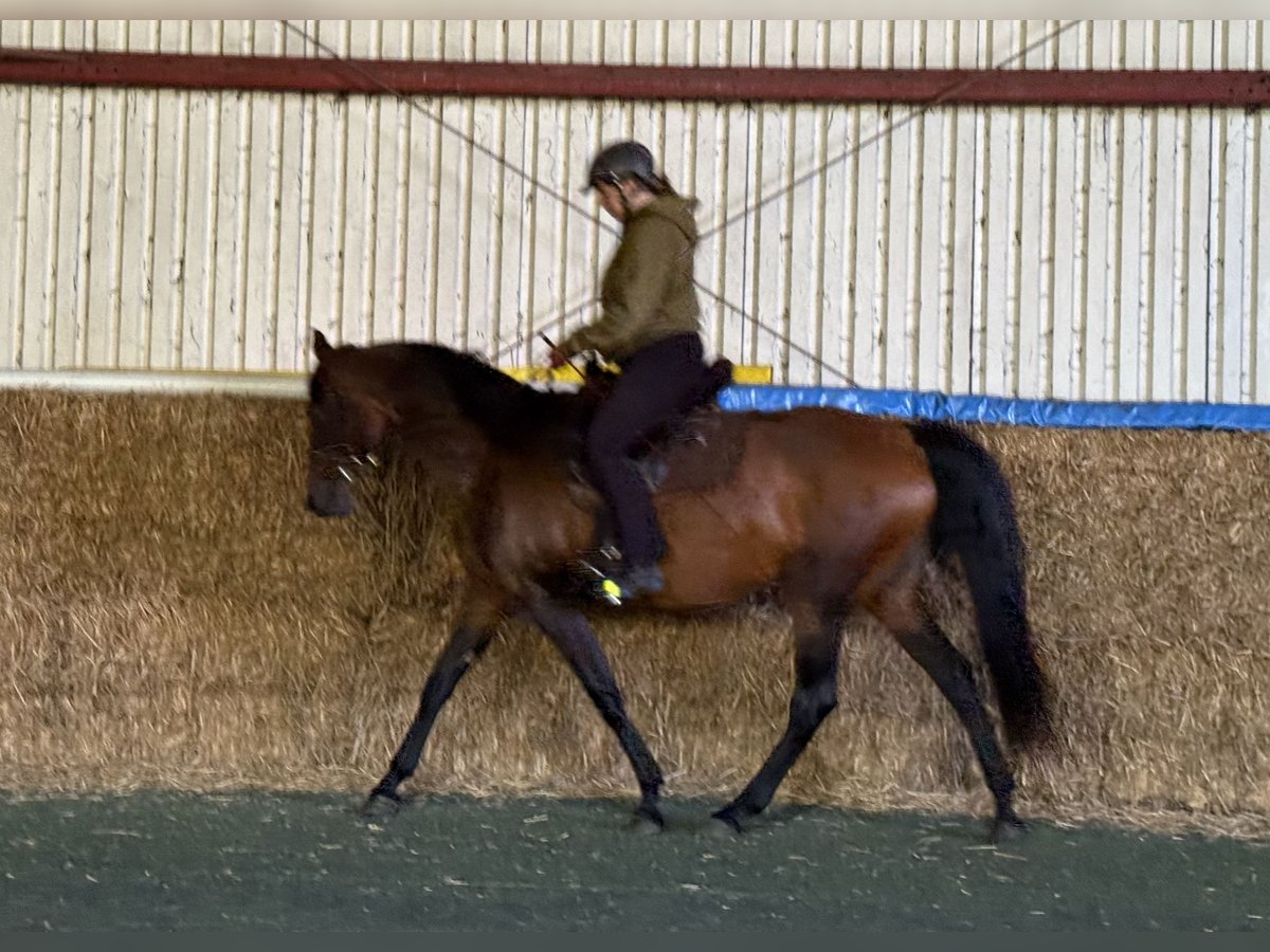 Mangalarga Marchador, Stute in Neuenkirchen