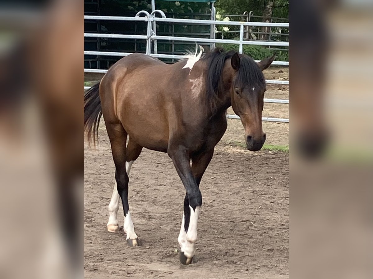 Mangalarga Marchador Stute 2 Jahre 155 cm Schecke in Neuenkirchen