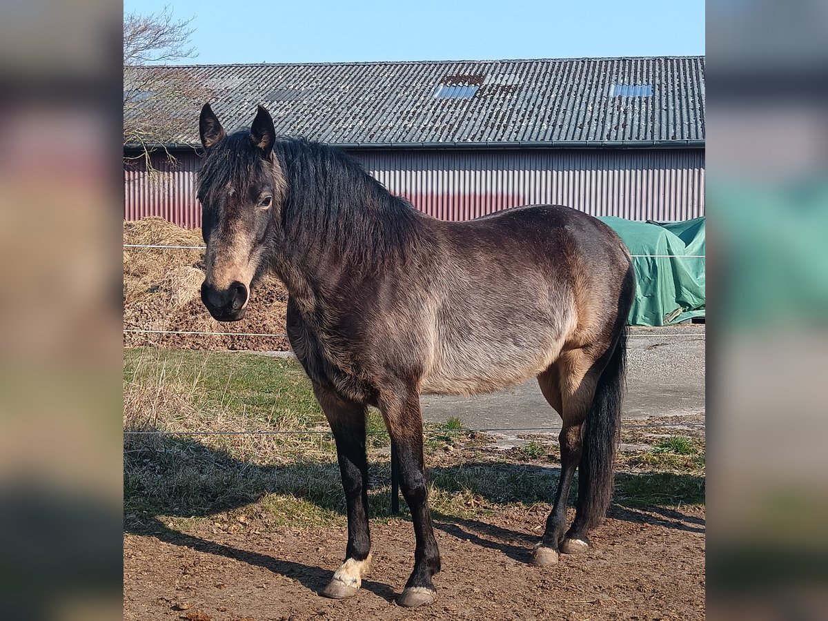 Mangalarga Marchador Stute 8 Jahre 149 cm Buckskin in Gram