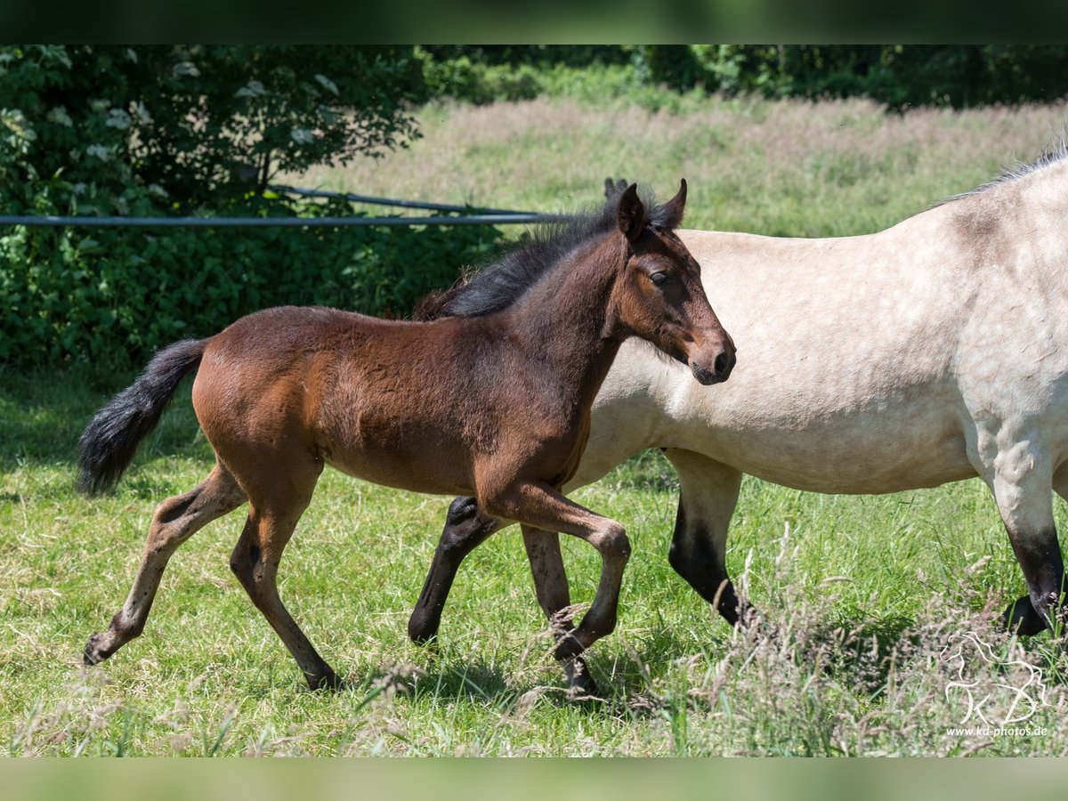 Mangalarga Marchador Stute  154 cm Dunkelbrauner in Welle