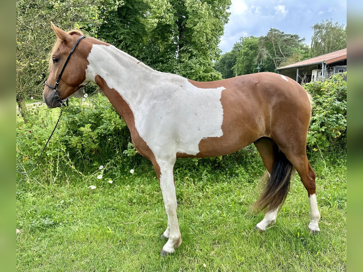 Mangalarga Marchador Wallach 2 Jahre 147 cm Schecke in Alt Bukow