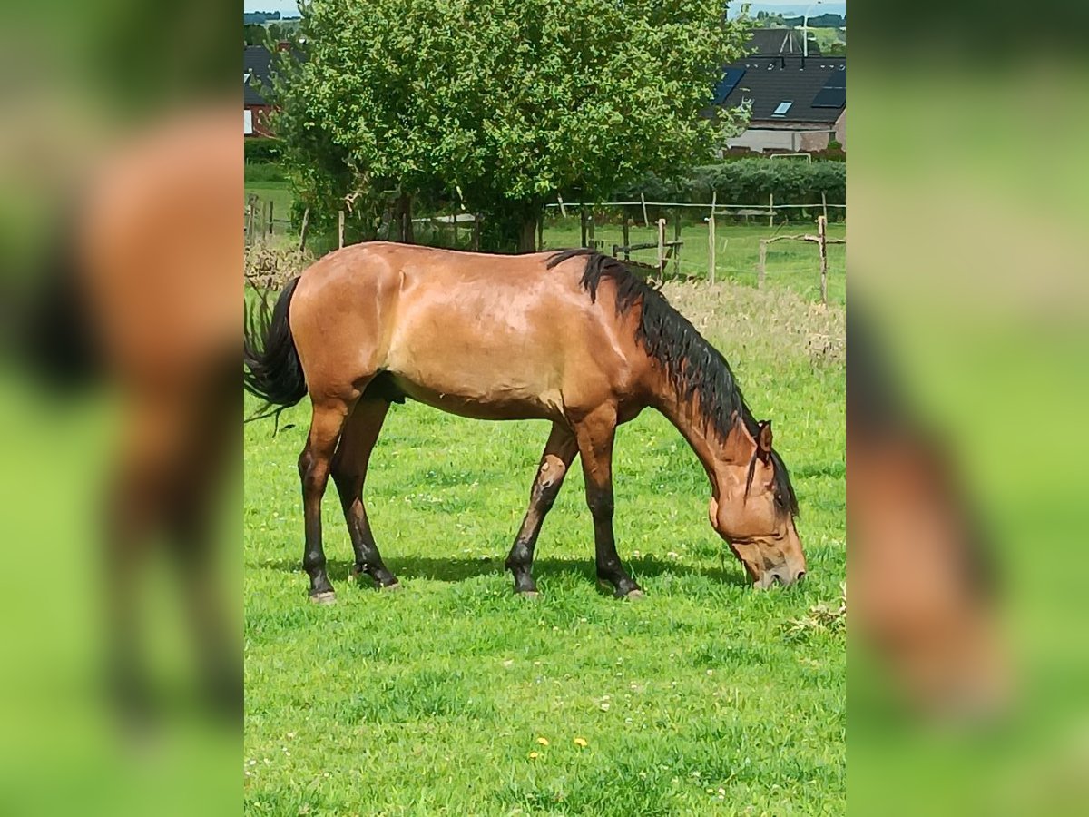 Mangalarga Marchador Wallach 3 Jahre 150 cm Rotbrauner in Ath Mangalarga Marchador Wallach 3 Jahre 150 cm Rotbrauner in Ath