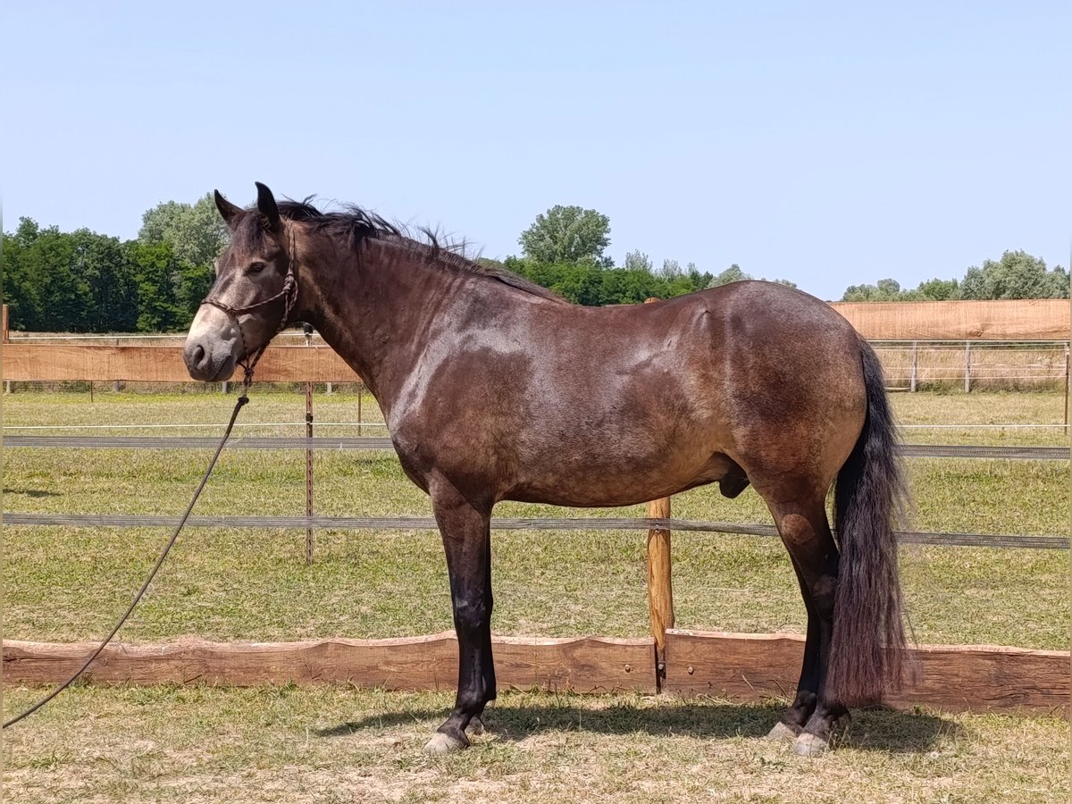 Mangalarga Marchador Wallach 5 Jahre 154 cm Buckskin in &#xDA;jvarfalva