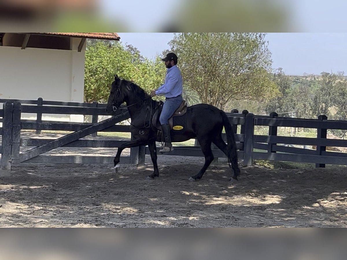 Mangalarga Marchador Wallach 6 Jahre 152 cm Rappe in Mörlenbach