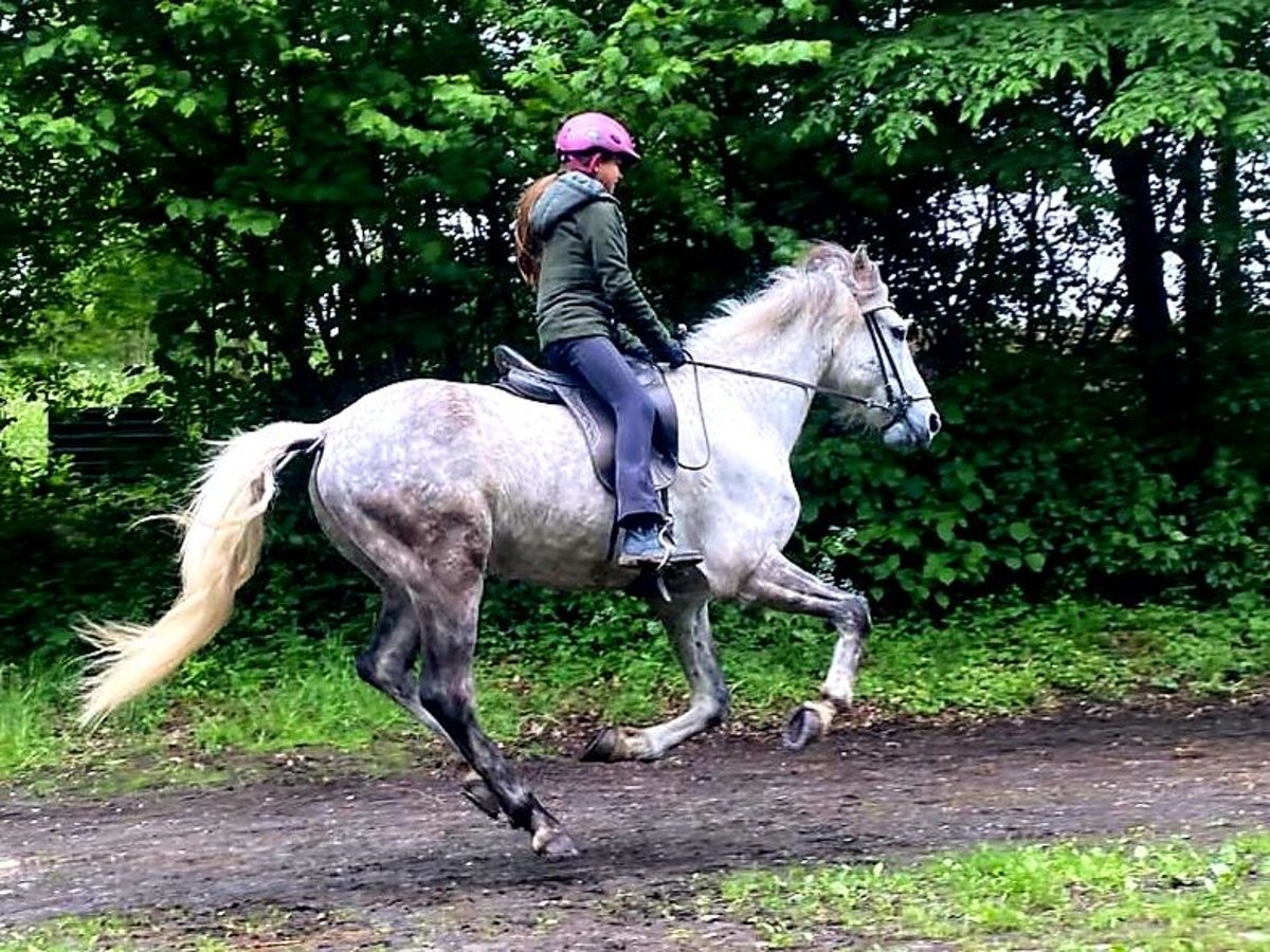 Mangalarga Marchador Wallach 8 Jahre 154 cm Apfelschimmel in Königswinter