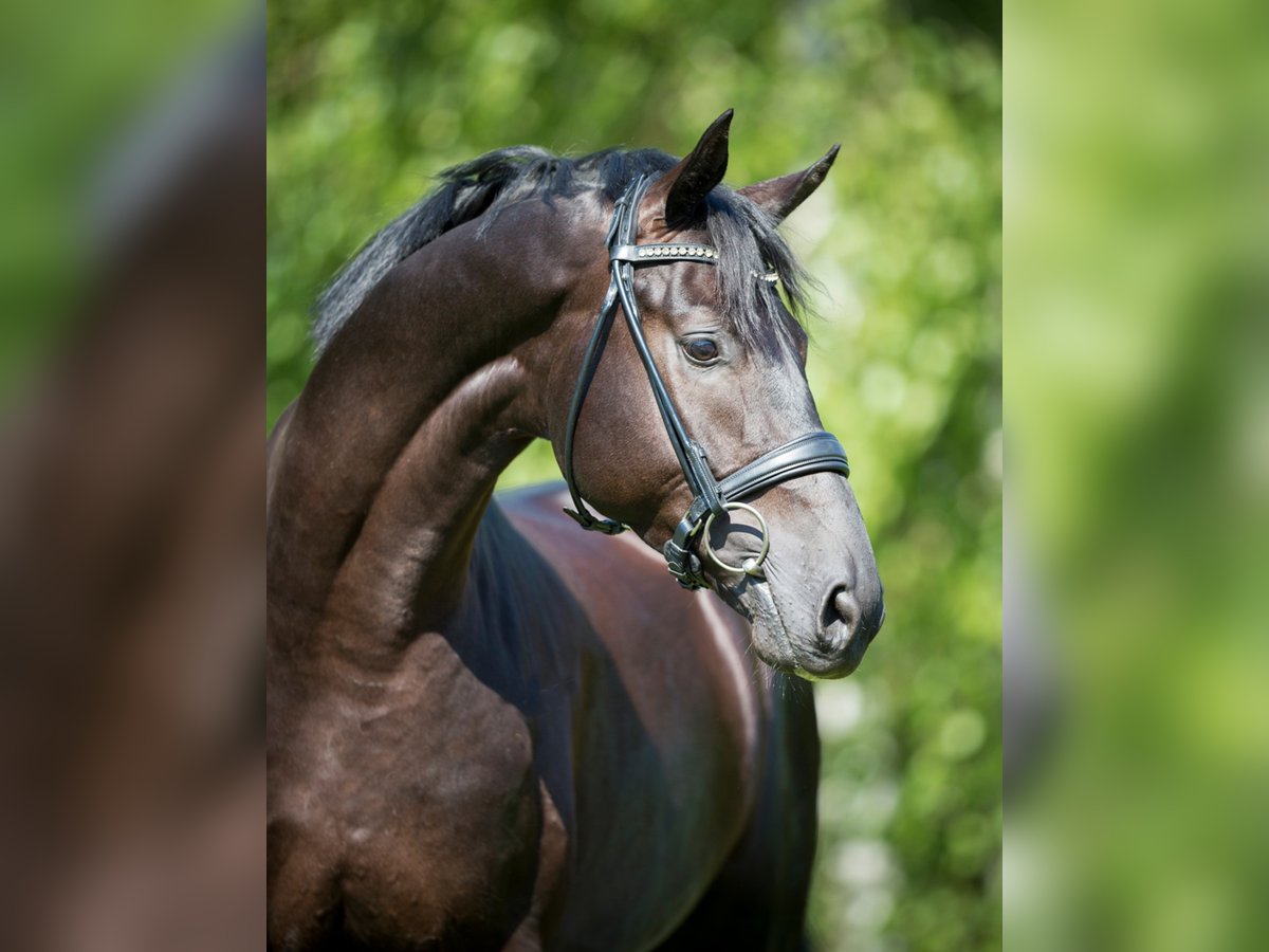 MARACANÁ Westphalian Stallion in Werder