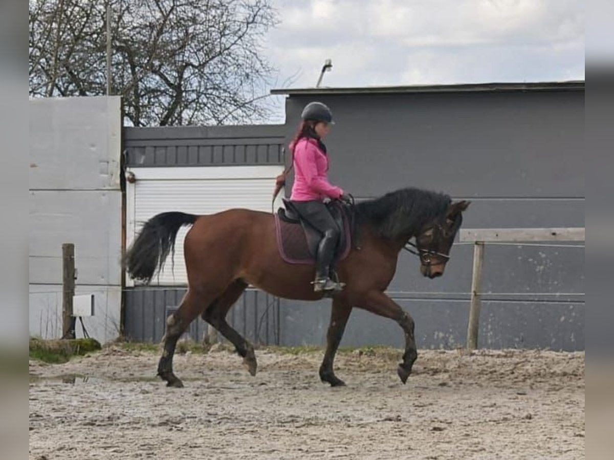 Maremmano Caballo castrado 8 años 171 cm Castaño in Morsbach