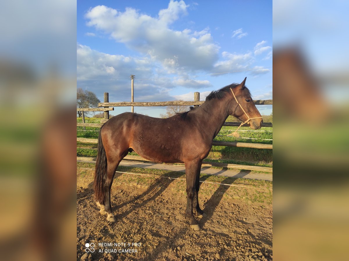 Maremmano Étalon 2 Ans 170 cm Bai brun in Le Mosse