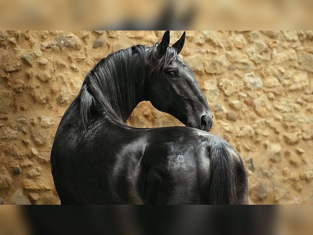 Maremmano Étalon 9 Ans 169 cm Bai brun foncé in Magliano in Toscana