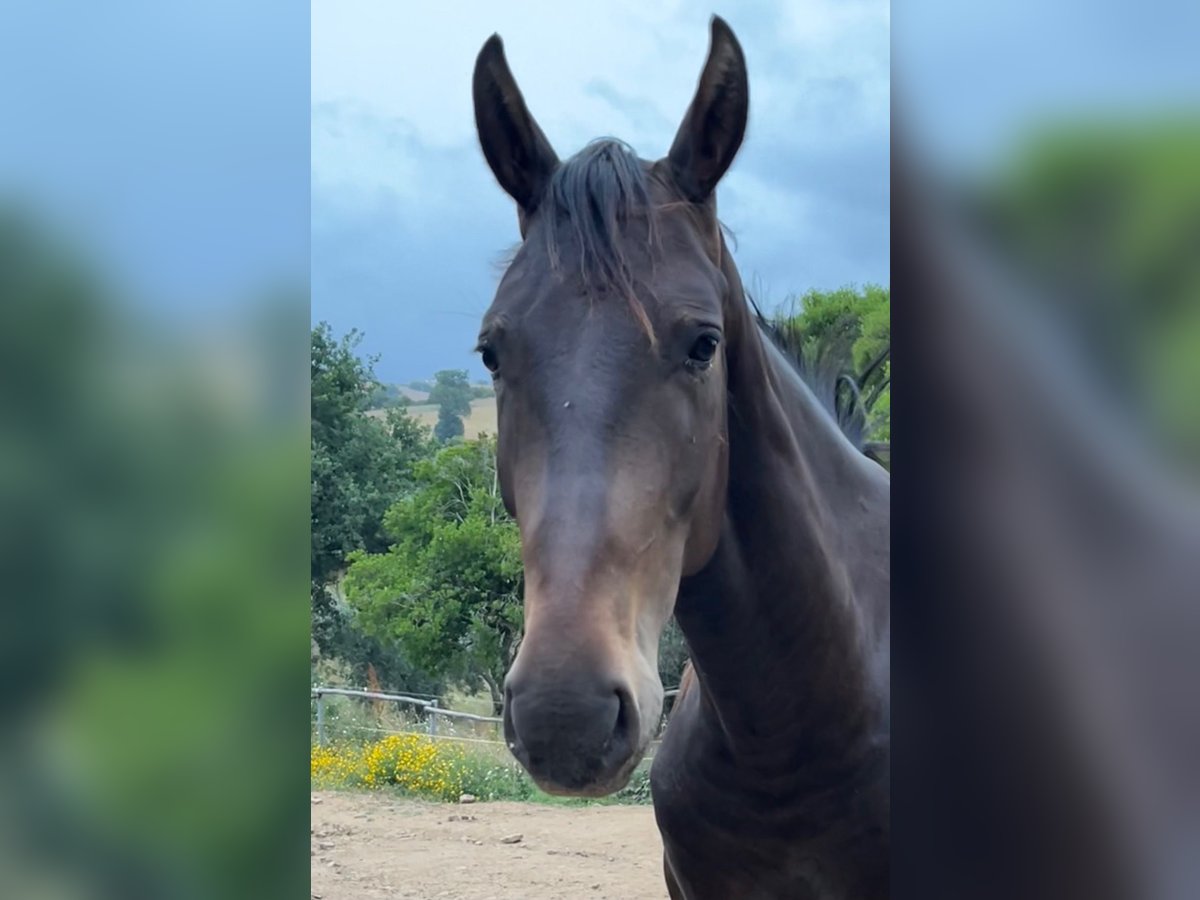 Maremmano Gelding 3 years 16 hh Bay-Dark in Grosseto