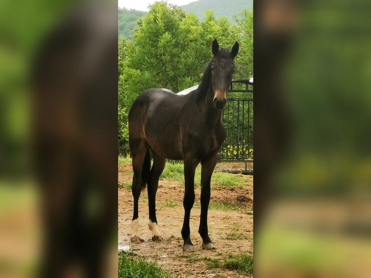 Maremmano Hengst 1 Jaar Donkerbruin in Serra sant&#39;abbondio