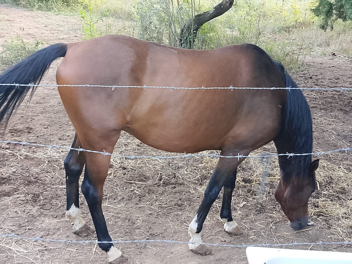 Maremmano Ruin 7 Jaar 175 cm Bruin in Sutri