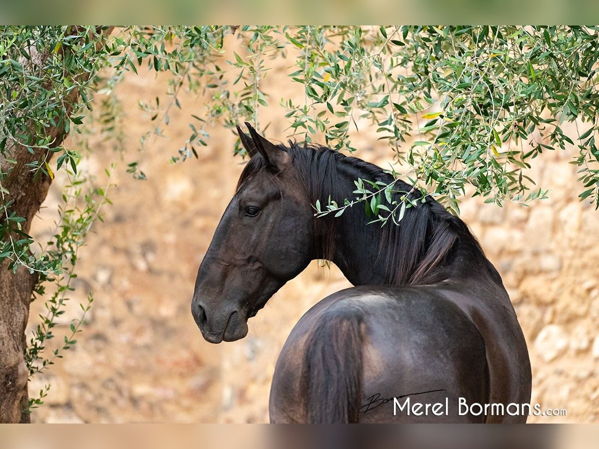 Maremmano Stallion 7 years 16,2 hh Smoky-Black in Magliano in Toscana