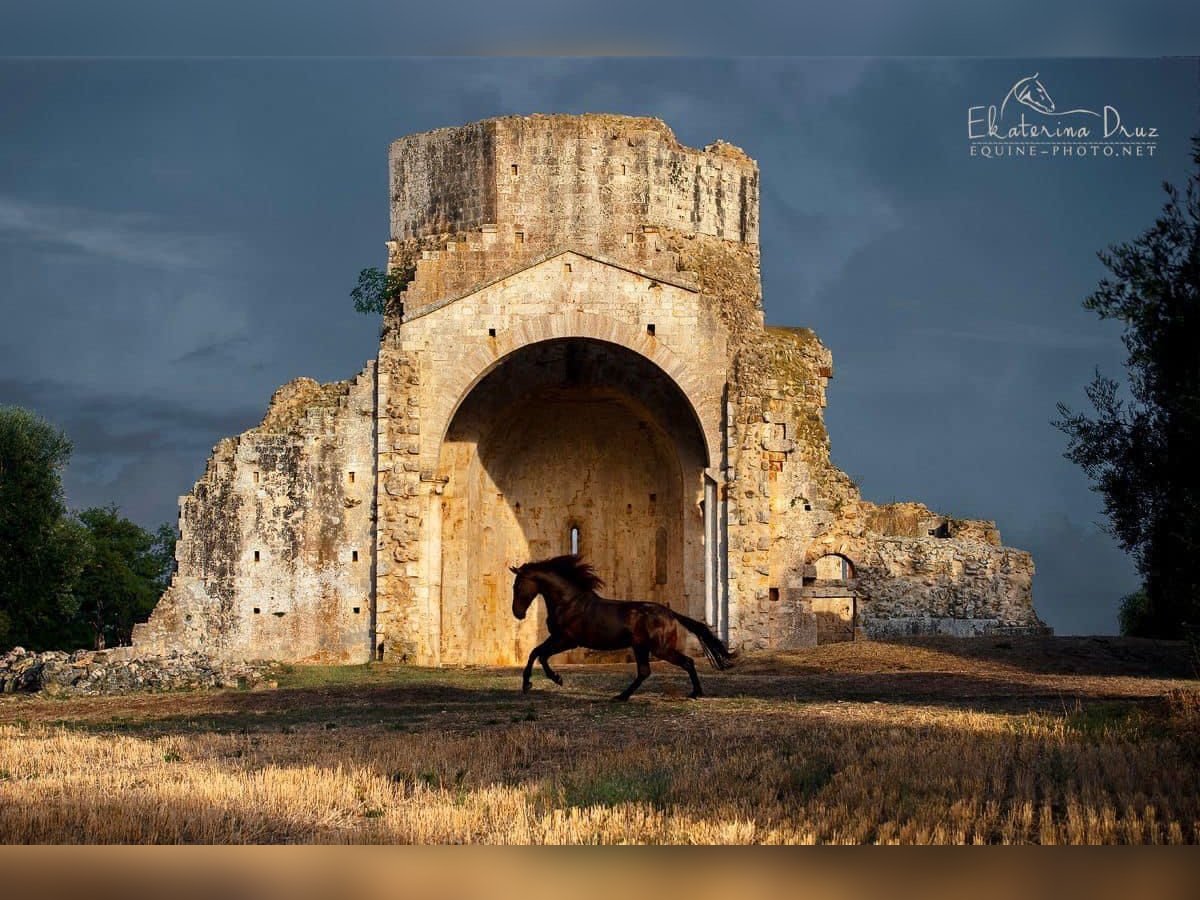 Maremmano Stallion 7 years 16,2 hh Smoky-Black in Magliano in Toscana