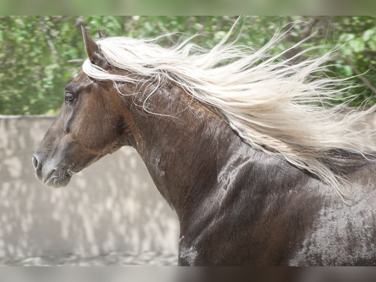 MARQUES CXXXIII PRE Stallion in Alcoy
