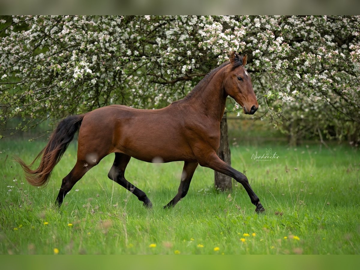 Marwari Gelding 3 years 15,2 hh Brown in Cochem