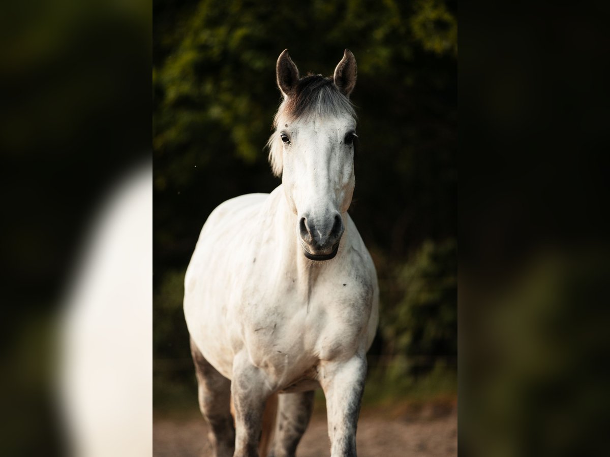 Más caballos centroeuropeos Caballo castrado 10 años 160 cm Tordo ruano in Braunschweig