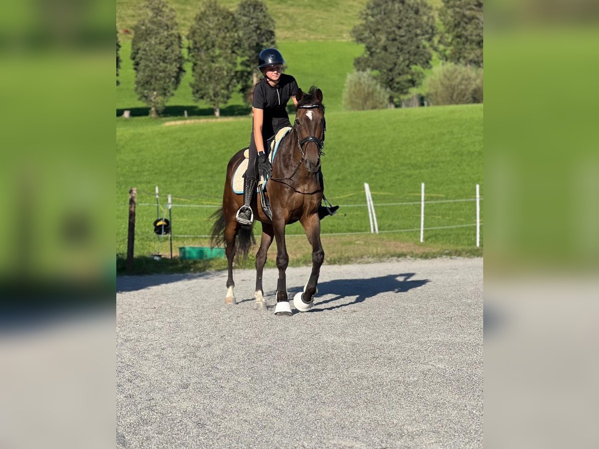 Más caballos centroeuropeos Caballo castrado 10 años 165 cm Castaño in Kitzb&#xFC;hel