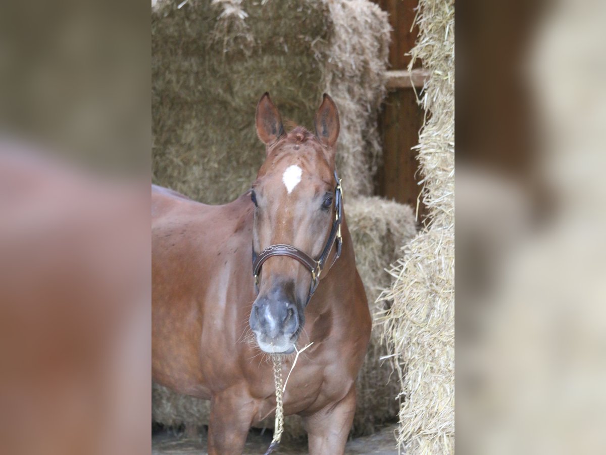 Más caballos centroeuropeos Caballo castrado 10 años 168 cm Alazán in Erharting