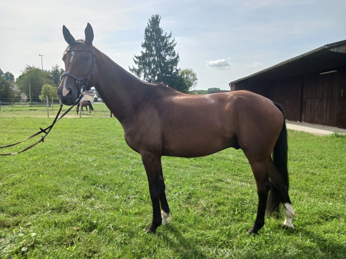 Más caballos centroeuropeos Caballo castrado 10 años 168 cm Castaño in Dillingen an der Donau