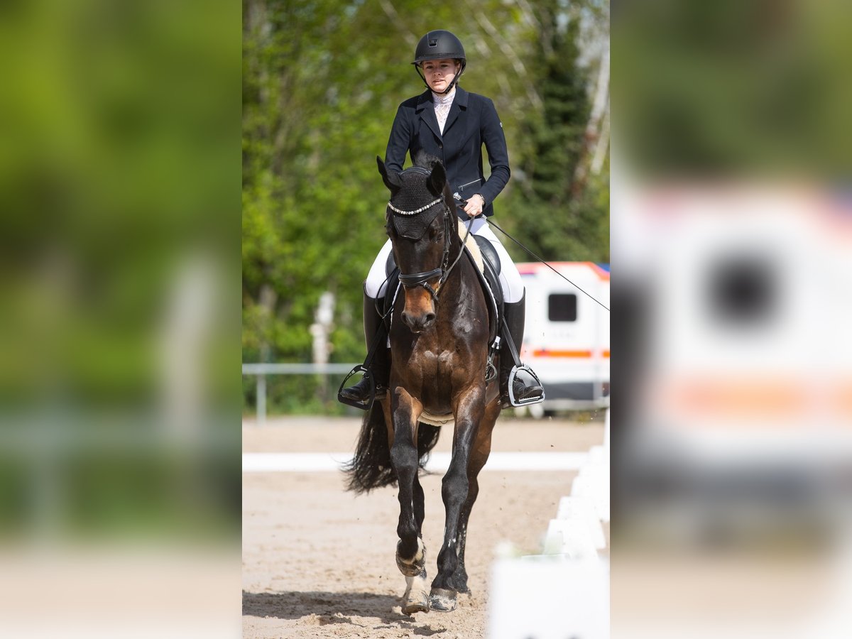 Más caballos centroeuropeos Caballo castrado 10 años 168 cm Castaño oscuro in Fußgönheim