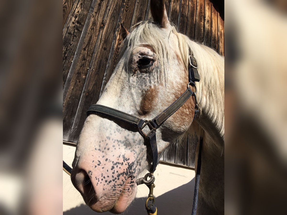 Más caballos centroeuropeos Mestizo Caballo castrado 11 años 160 cm Tordo in Tuningen