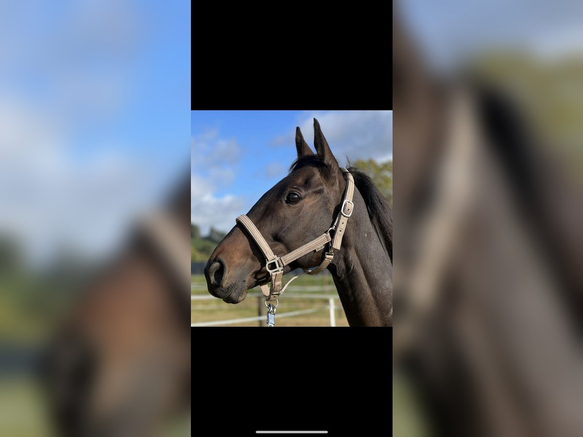 Más caballos centroeuropeos Caballo castrado 11 años 161 cm Castaño oscuro in Wittlich