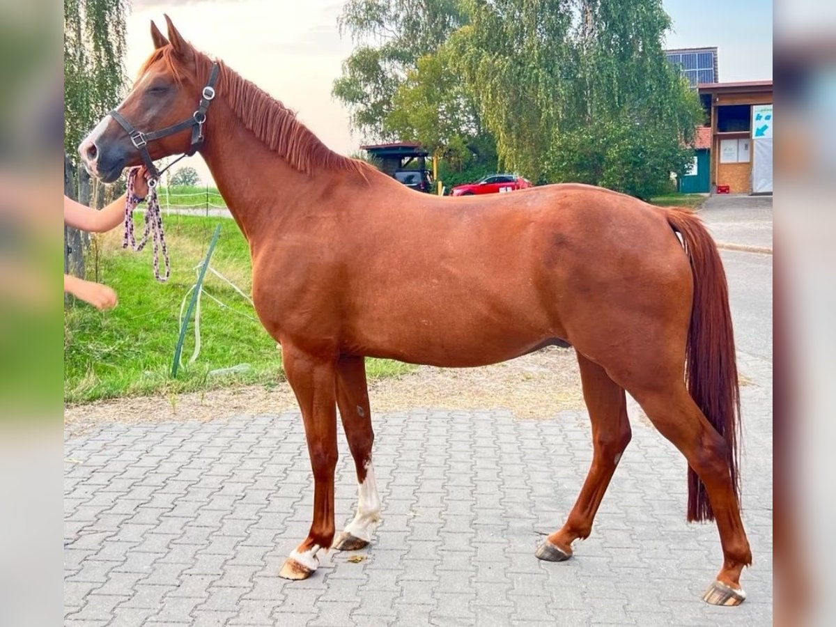 Más caballos centroeuropeos Mestizo Caballo castrado 11 años 163 cm Alazán in Neuendettelsau